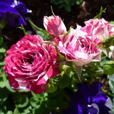 Роза ФЛЕШ ДАНС спрей в Светлогорске