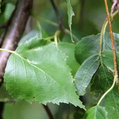 Береза ПОВИСЛАЯ в Светлогорске