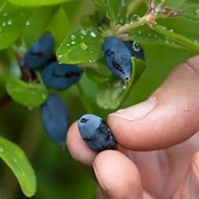 Жимолость съедобная АМФОРА в Светлогорске
