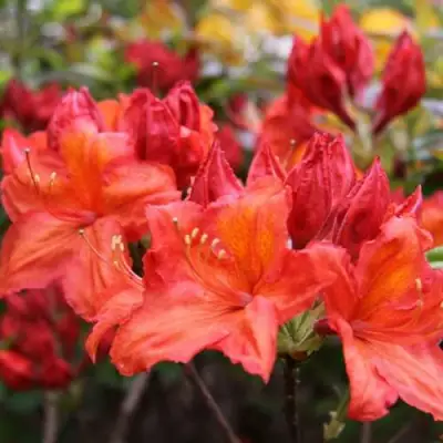 Азалия ЛИЛИНШТЕЙН японская в Светлогорске