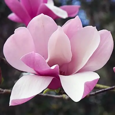 Магнолия РИККИ в Светлогорске