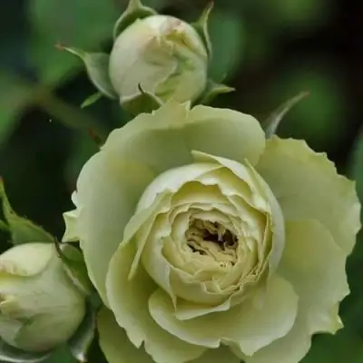 Роза ГРИН ДАЙМОНД миниатюрная в Светлогорске