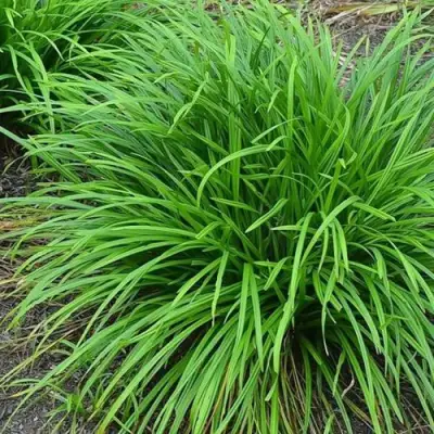 Осока АЙРИШ ГРИН в Светлогорске