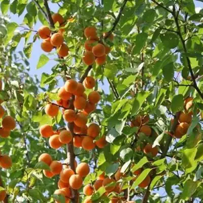 Абрикос ОРЛОВЧАНИН  в Светлогорске