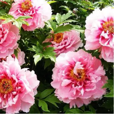 Пион СЕРЕБРИСТЫЙ РУЧЕЙ древовидный в Светлогорске