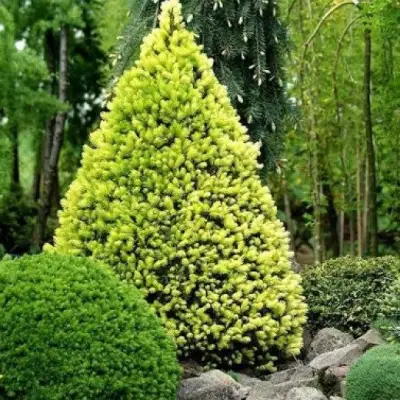 Ель РЕЙНБОУЗ ЭНД сизая в Светлогорске