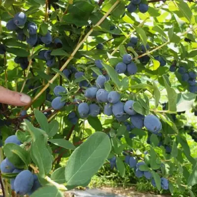Жимолость съедобная КЛУБНИЧНАЯ СЕНСАЦИЯ в Светлогорске