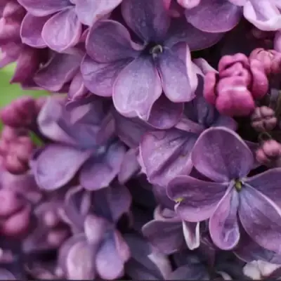 Сирень ВИОЛЕТТА в Светлогорске