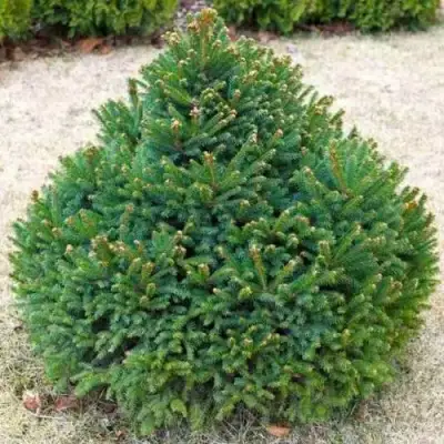 Ель БАРРИ обыкновенная в Светлогорске