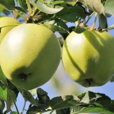 Яблоня САХАРНАЯ в Светлогорске