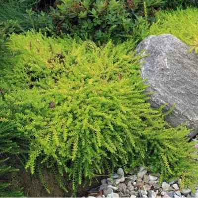 Водяника БЕРНШТЕЙН черная в Светлогорске