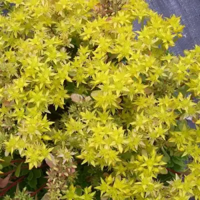 Очиток (седум) ИММЕРГРЮНХЕН в Светлогорске