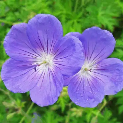 Герань БРУКСАЙД гибридная в Светлогорске