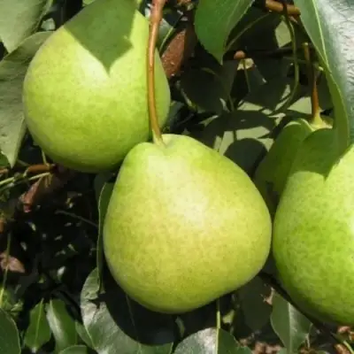 Груша ЛАГОДНАЯ в Светлогорске