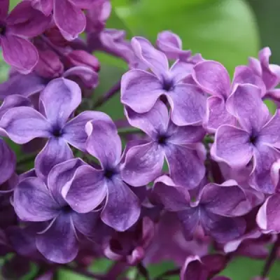 Сирень СУМЕРКИ в Светлогорске