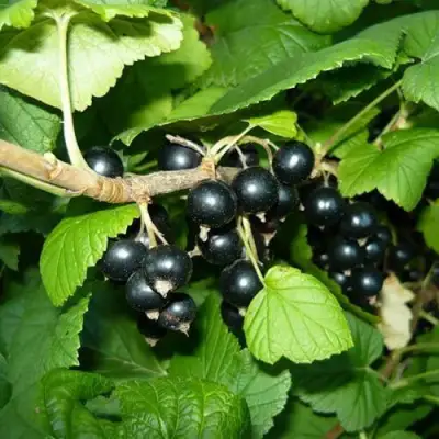 Смородина черная БАГИРА в Светлогорске