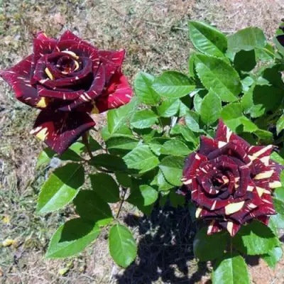 Роза АБРАКАДАБРА чайно-гибридная в Светлогорске