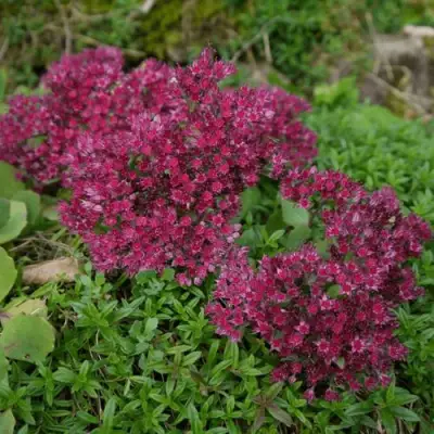 Очиток (седум) РУБИ ГЛОУ скальный в Светлогорске