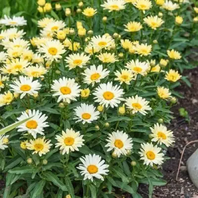 Нивяник БРОДВЕЙ ЛАЙТС великолепный в Светлогорске