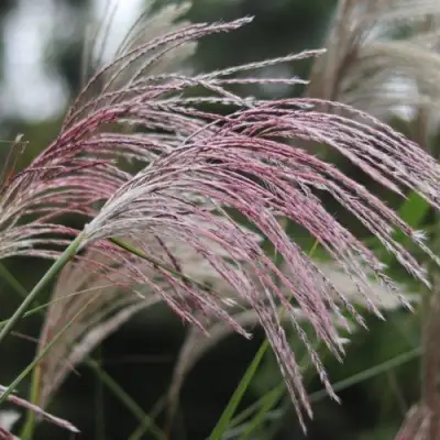 Мискантус МАЛЕПАРТУС китайский  в Светлогорске