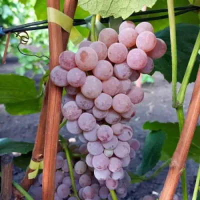 Виноград РИЛАЙНС ПИНК СИДЛИС в Светлогорске