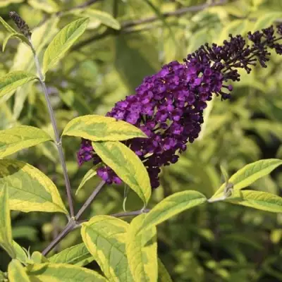 Буддлея давида САНТАНА  в Светлогорске