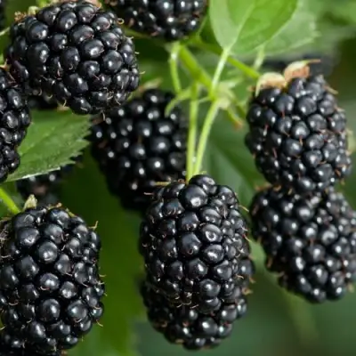 Ежевика ЧЕРНАЯ МАГИЯ ремонтантная  в Светлогорске
