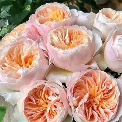 Роза ДЖУЛЬЕТТА английская в Светлогорске