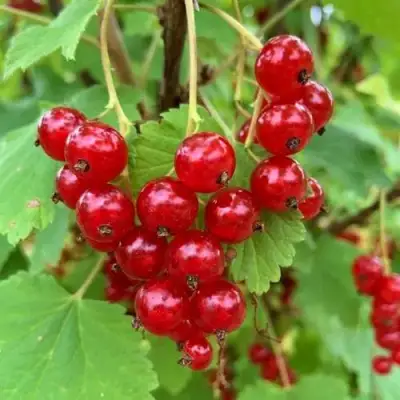 Смородина красная МААРСЕС ПРОМИНЕНТ в Светлогорске