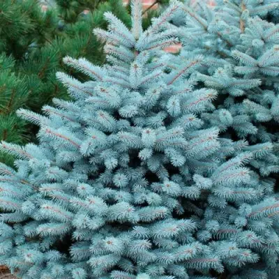 Ель СУПЕР БЛЮ СИДЛИНГ колючая в Светлогорске