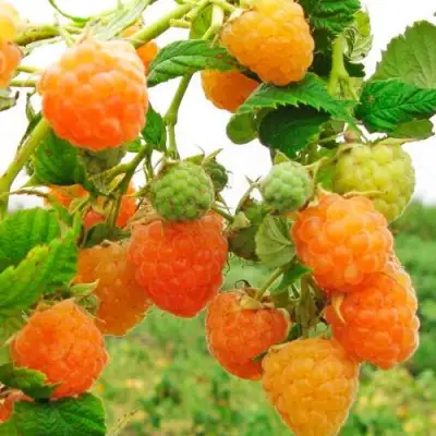 Малина ЗОЛОТЫЕ КУПОЛА в Светлогорске