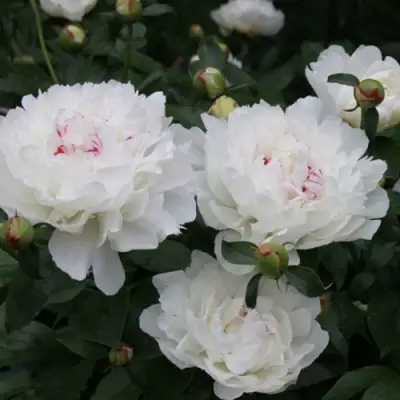 Пион ФЕСТИВА МАКСИМА травянистый в Светлогорске