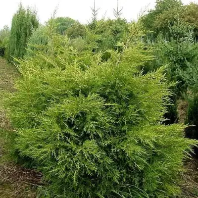 Можжевельник КУРИВАО ГОЛД китайский в Светлогорске
