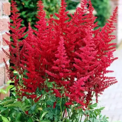 Астильба БУРГУНДИ РЕД Арендса в Светлогорске