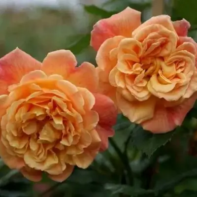 Роза АЛОХА плетистая в Светлогорске