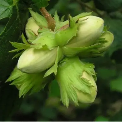 Фундук ТАМБОВСКИЙ ПОЗДНИЙ в Светлогорске