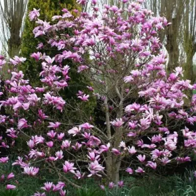 Магнолия ГАЛАКСИ в Светлогорске