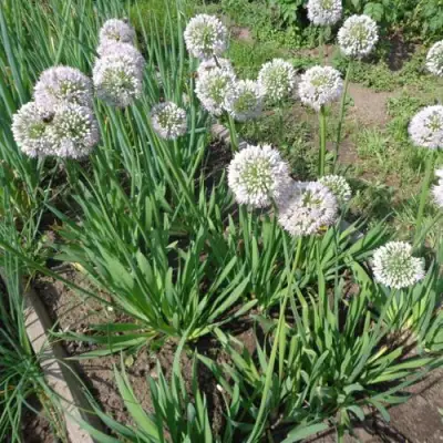 Лук слизун в Светлогорске