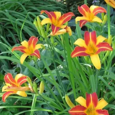 Лилейник ФРАНС ХАЛС в Светлогорске