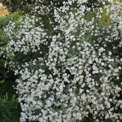 Болтония СНОУБЭНК в Светлогорске