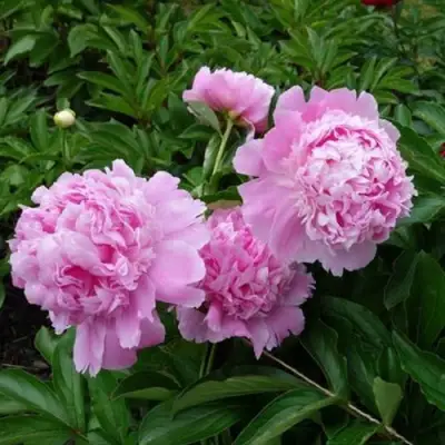 Пион МЕСЬЕ ЖЮЛЬ ЭЛИ травянистый в Светлогорске