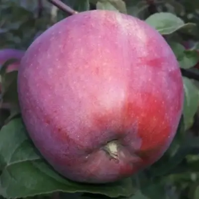 Яблоня ЗОРКА в Светлогорске