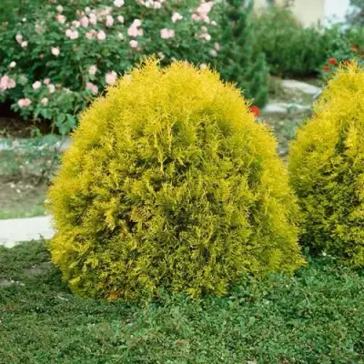 Туя РЕЙНГОЛД западная в Светлогорске