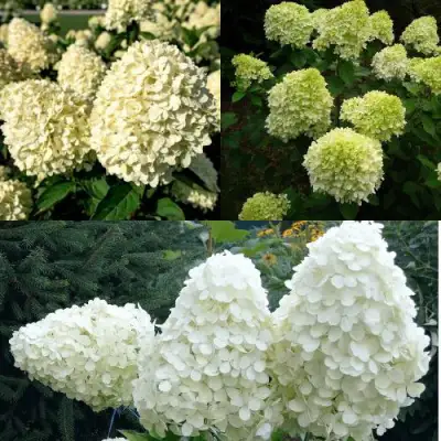 Комплект НЕЖНЫЙ КАПУЧИНО в Светлогорске