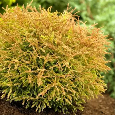 Туя ГОЛДЕН ТАФФЕТ западная в Светлогорске