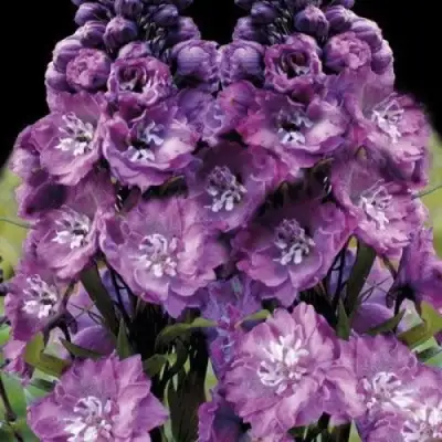 Дельфиниум ДЕЛЬФИС ПИНК ПАУЭ высокий в Светлогорске