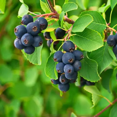 Ирга КОЛОСИСТАЯ в Светлогорске