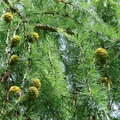 Лиственница КЕМПФЕРА в Светлогорске