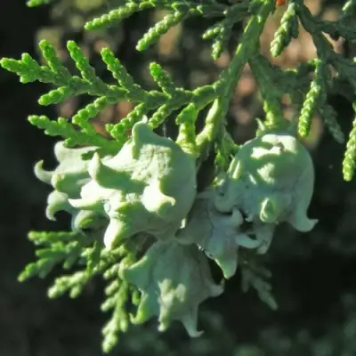 Туя восточная в Светлогорске