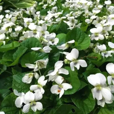 Фиалка АЛЬБИФЛОРА сестринская в Светлогорске